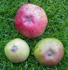 Three Cider Apples