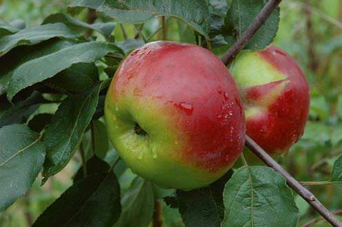 apple inbreeding and disease susceptibility