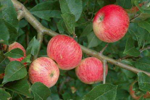 apple inbreeding and disease susceptibility