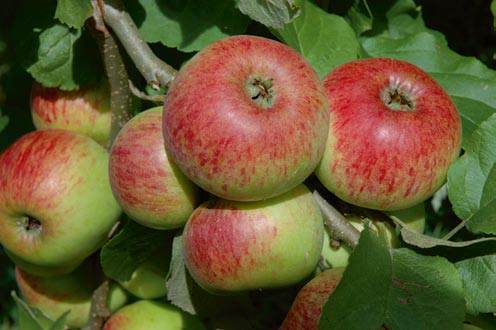 apple inbreeding and disease susceptibility