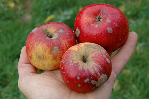 apple inbreeding and disease susceptibility