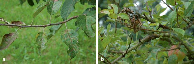 apple inbreeding and disease susceptibility