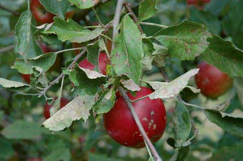 apple inbreeding and disease susceptibility