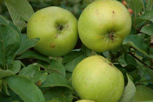 apple inbreeding and disease susceptibility