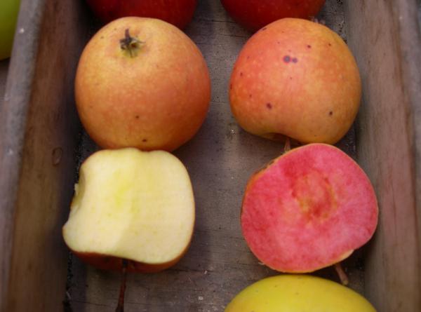 apple tasting for grafting course, 17 Feb