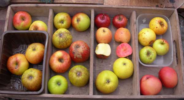 apple tasting for grafting course, 17 Feb