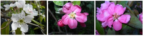 picture of some blossoms