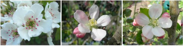 apple blossoms, leicestershire heritage apple project