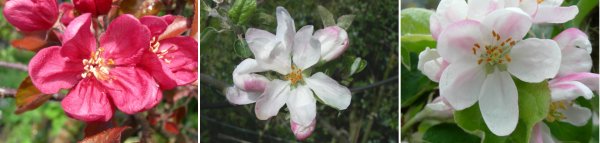 apple blossoms, leicestershire heritage apple project