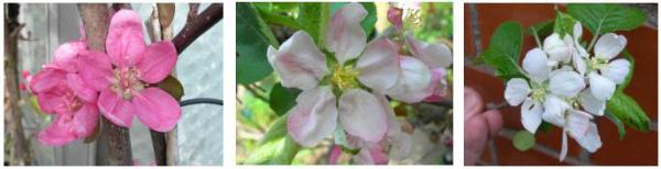 apple blossoms, leicestershire heritage apple project