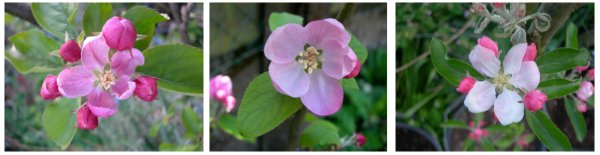 apple blossoms, leicestershire heritage apple project