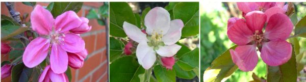 apple blossoms, leicestershire heritage apple project