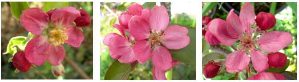 apple blossoms, leicestershire heritage apple project