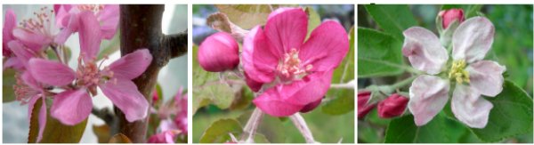 apple blossoms, leicestershire heritage apple project