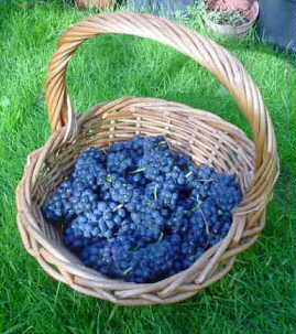 first harvest, oct 2004