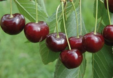  - cherry-4-grolls-schwarze