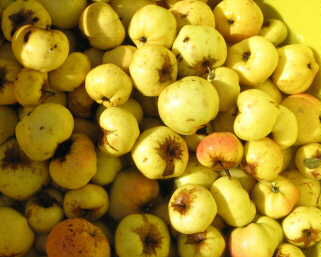 croft cider apple