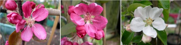 Malus Geneva, red-fleshed apple blossom, with that of Baya Marisa and Leicestershire Sweetings