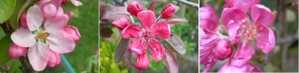 apple blossoms, leicestershire heritage apple project