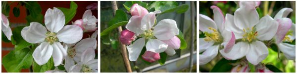 apple blossoms, leicestershire heritage apple project