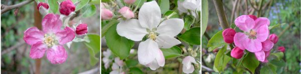 apple blossoms, leicestershire heritage apple project