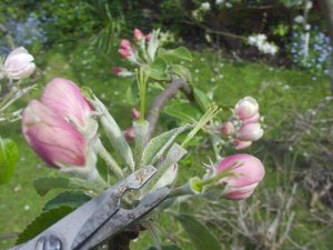 apple breeding: making a named apple cross