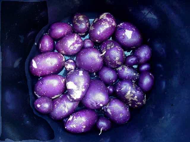 isle of jura seed potatoes