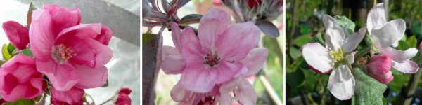 apple blossoms, leicestershire heritage apple project