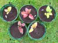 apple breeding, leicestershire heritage apples project