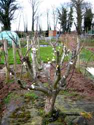 family apple tree march 2018