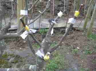 family apple tree march 2018
