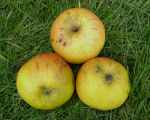 fruit from the original 'annie elizabeth' tree, 2011