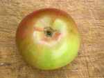 belvoir seedling, leicestershire apple