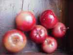 Malus Bieinrode, apples, nearly ripe, late August 2011.