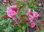 Malus Bieinrode, red-fleshed apple, blossom.