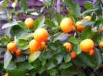 bitter orange, citrus mitis, grown in the midlands, England
