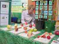 apple display and tasting, brock's hill family day