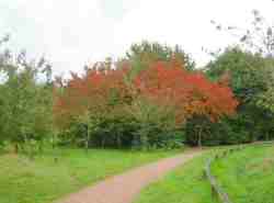 Donisthorpe apple day 