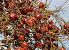 original apple tree growing wild, jan 04