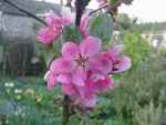 Burford's Redflesh, red-fleshed apple blossom.