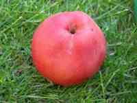 Burford's Redflesh apple, long storage, photographed end-May 2013.