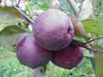 Burford's Redflesh, red-fleshed, the developing fruit, photographed in late July.