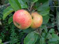 apples on tree grafted from old pink-fleshed apple tree on castle donington allotments