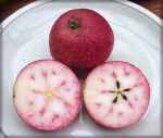 red fleshed apple, castle donington,leicestershire; possibly Sops in Wine