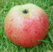 croft pippin, leicestershire apple