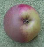 apple chimera, allens everlasting.