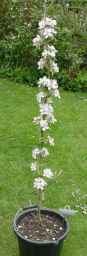 columnar trees, like 'ballerina' varieties: mere pippin and a malus geneva seedling