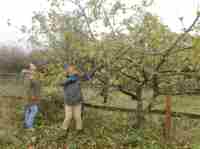 Pruning apples at Cotesbach on a gloomy autumn day 