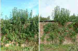 pruning apples at Cotesbach Hall, 18 Sep 16