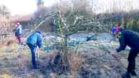 pruning at Cotesbach